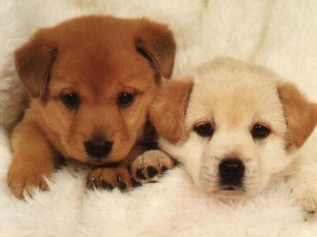 Ils sont tros beau !